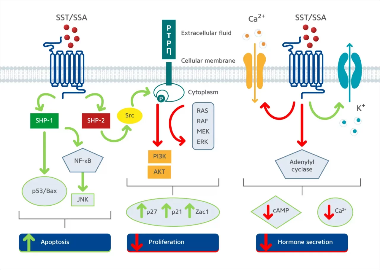 Inhibition of SSTRs in GEP-NETs regulates metabolic processes.